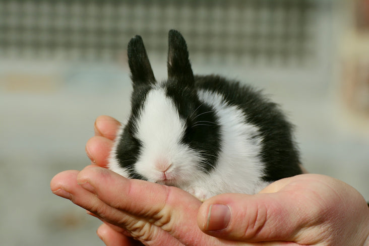 Canada’s Animal Testing Ban